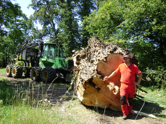 Werner Stütz vor Baum